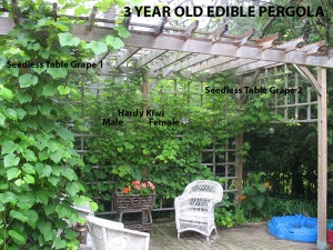 Edible Pergola