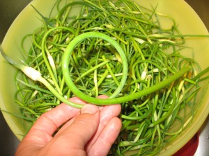 Garlic Scape Harvest