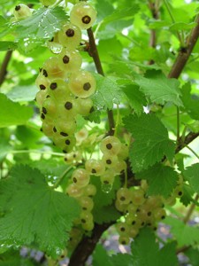 White Currant